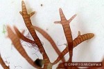 Enlarged Image of 'Champia vieillardii'