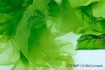 Enlarged Image of 'Ulva lactuca'