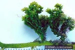 Enlarged Image of 'Caulerpa cupressoides'
