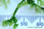 Enlarged Image of 'Caulerpa peltata'