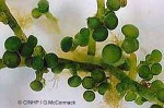 Enlarged Image of 'Caulerpa racemosa'