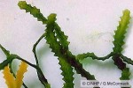 Enlarged Image of 'Caulerpa serrulata'