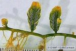 Enlarged Image of 'Caulerpa sertularioides'