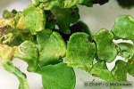 Enlarged Image of 'Halimeda discoidea'