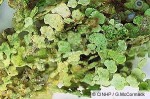 Enlarged Image of 'Halimeda distorta'