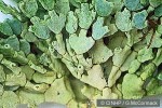 Enlarged Image of 'Halimeda incrassata'