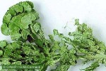 Enlarged Image of 'Halimeda opuntia'
