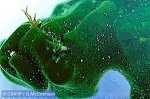 Enlarged Image of 'Codium arabicum'