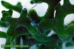 Enlarged Image of 'Codium geppiorum'