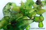 Enlarged Image of 'Valonia fastigiata'