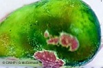 Enlarged Image of 'Ventricaria ventricosa'