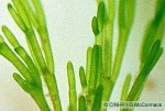 Enlarged Image of 'Cladophora dotyphora'
