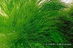 Enlarged Image of 'Chlorodesmis comosa'