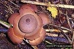 Enlarged Image of 'Geastrum subiculosum'