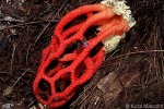 Enlarged Image of 'Clathrus oahuensis QQnr'