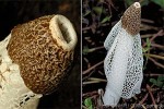 Enlarged Image of 'Dictyophora indusiata QQGM'