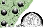 Enlarged Image of 'Porina deminuta'