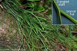 Enlarged Image of 'Psilotum complanatum'