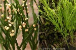 Enlarged Image of 'Psilotum nudum'
