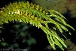 Enlarged Image of 'Huperzia phlegmaria'