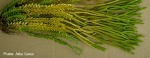 Enlarged Image of 'Huperzia ribourtii'