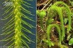 Enlarged Image of 'Huperzia squarrosa'