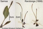 Enlarged Image of 'Ophioglossum nudicaule'