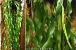 Enlarged Image of 'Ophioglossum pendulum'