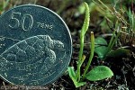 Enlarged Image of 'Ophioglossum reticulatum'