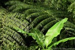 Enlarged Image of 'Angiopteris evecta'