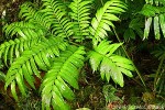 Enlarged Image of 'Marattia salicina'