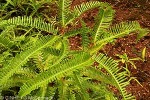 Enlarged Image of 'Dicranopteris linearis'