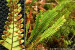 Enlarged Image of 'Ctenopteris blechnoides'