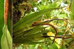 Enlarged Image of 'Belvisia mucronata'