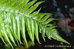 Enlarged Image of 'Dryopteris fatuhivensis'