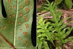 Enlarged Image of 'Microsorum commutatum'