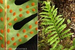 Enlarged Image of 'Microsorum grossum'
