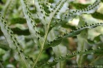 Enlarged Image of 'Microsorum katuii'