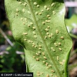 Enlarged Image of 'Microsorum punctatum X grossum'