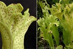 Enlarged Image of 'Microsorum punctatum'