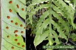 Enlarged Image of 'Phlebodium aureum'