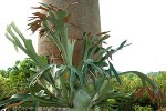 Enlarged Image of 'Platycerium bifurcatum'