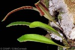 Enlarged Image of 'Pyrrosia serpens'