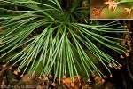 Enlarged Image of 'Schizaea dichotoma'