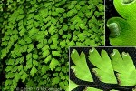Enlarged Image of 'Adiantum capillus-veneris'