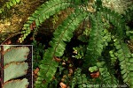Enlarged Image of 'Adiantum hispidulum'