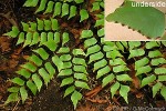 Enlarged Image of 'Adiantum trapeziforme'