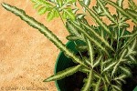 Enlarged Image of 'Pteris ensiformis 'Victoriae''