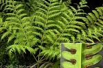Enlarged Image of 'Pteris tripartita'