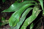 Enlarged Image of 'Antrophyum plantagineum'